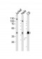 MAPK3/1 Antibody (Center)